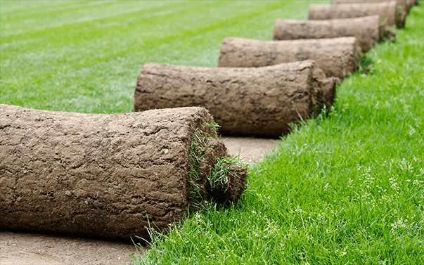 LAWN/TURFING