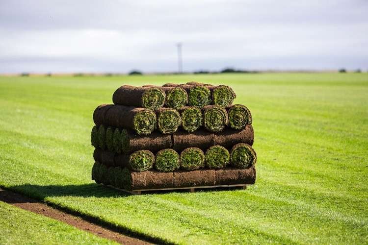 LAWN/TURFING